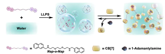 Supramolecular Switching of Liquid-Liquid Phase Separation for Orchestrating Enzyme Kinetics