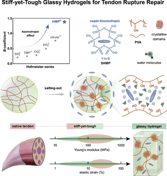 Stiff-yet-tough glassy hydrogels for tendon rupture repair